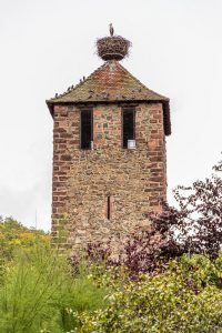 Storch und Tauben auf dem Kessler Turm in Kaysersberg / © Foto: Georg Berg
