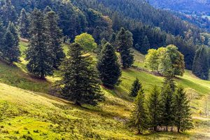 Vogesenlandschaft mit lockerem Baumbewuchs / © Foto: Georg Berg