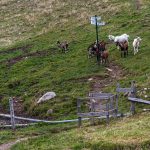 Ziegen an einer Absperrung mit Wanderzeichen in den Vogesen / © Foto: Georg Berg