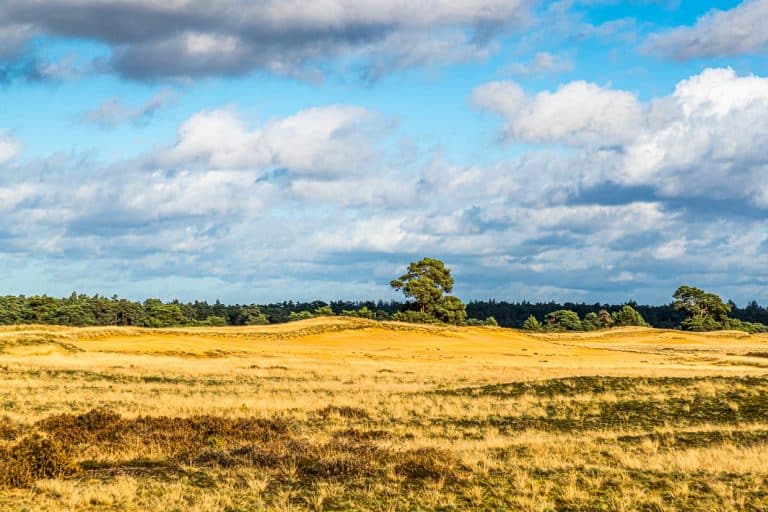 Im Nationalpark Hoge Veluwe: unendliche Weiten und smarte Radwege in abwechslungsreicher Landschaft / © Foto: Georg Berg