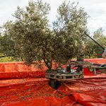 Kurz aber heftig: der Olivenbaum wird mechanisch geschüttelt, während gleichzeitig zwei Erntehelfer mit den elektrischen Harken durch die Blätter gehen / © Foto: Georg Berg