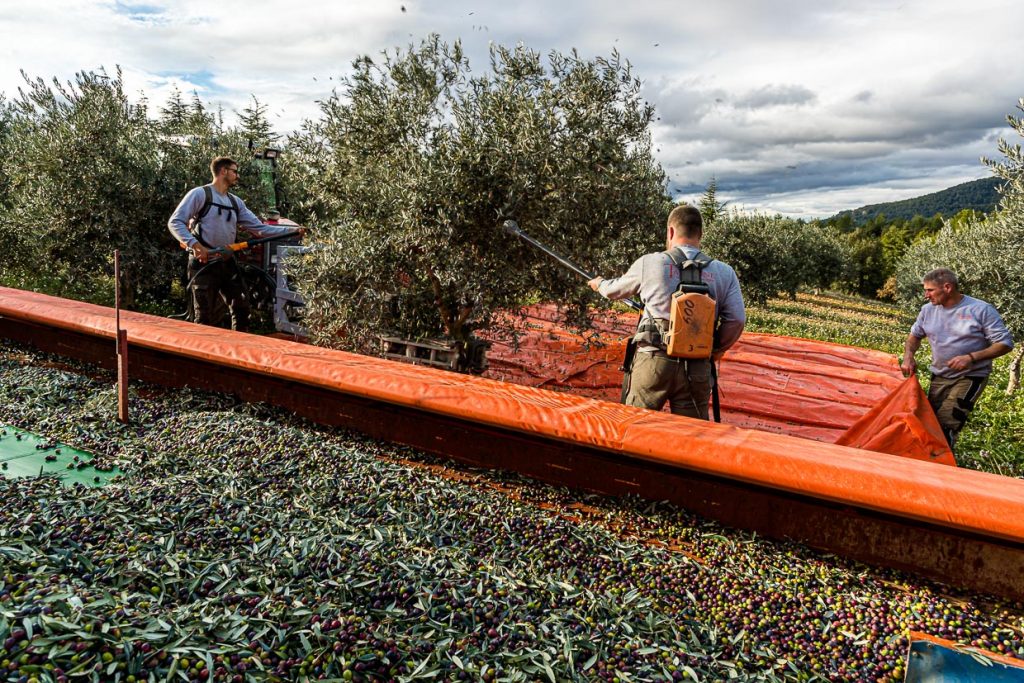 Die Oliven fallen auf eine Plane, die die Oliven auf den Anhänger zieht. Alles muss schnell gehen und möglichst ohne Bodenberührung und Druck / © Foto: Georg Berg