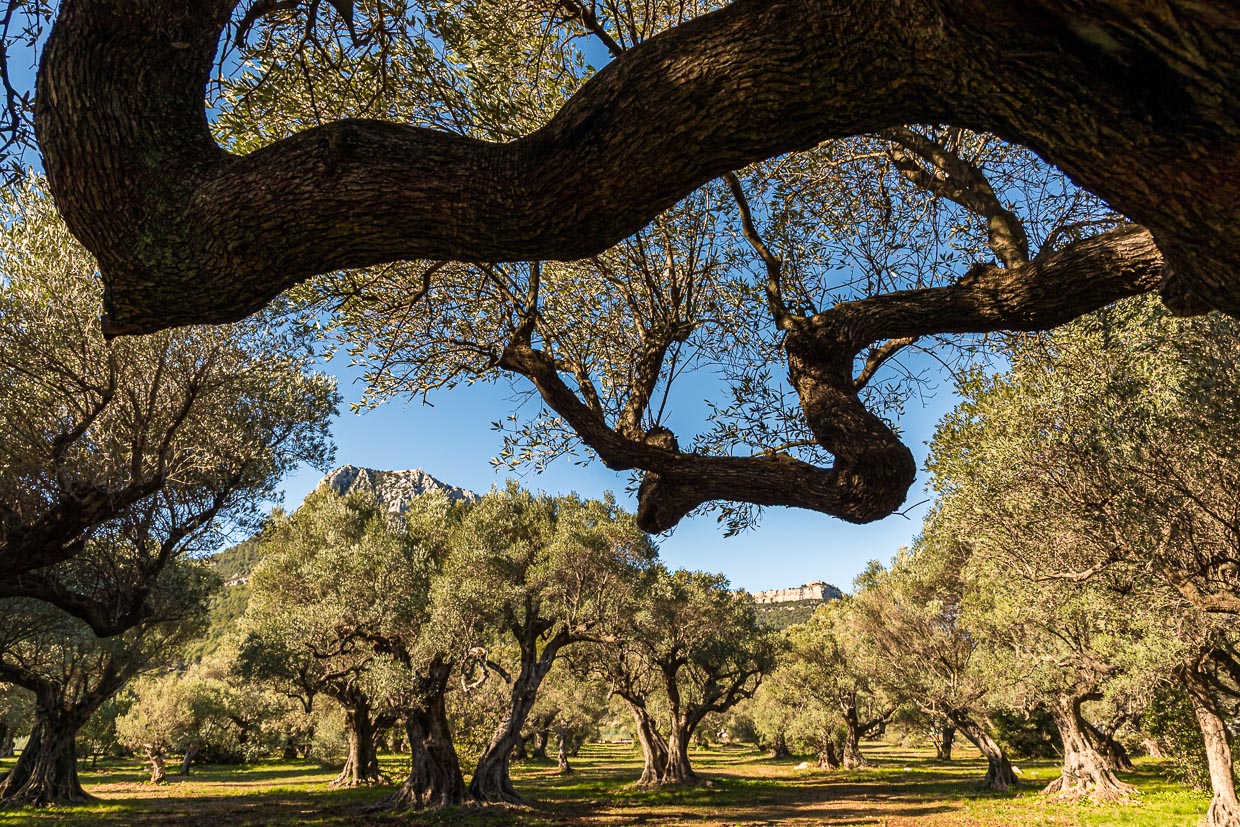 Olivenöl aus der Provence