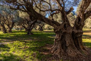 Hain der alten Olivenbäume "L'Oliveraie de La Farlède". Im Schutz des Berges Mont Coudon konnten diese Bäume den sehr harten Frost im Februar 1956 überstehen / © Foto: Georg Berg