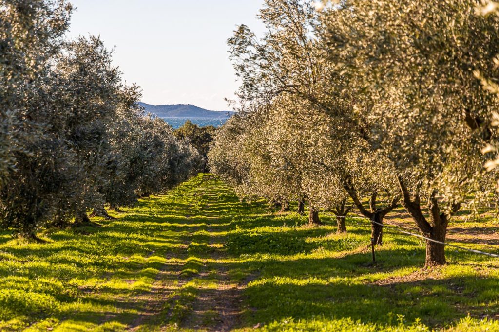 Olivenbäume bis zum Meer. Die kalkhaltigen Böden und der stete Meereswind beeinflussen die Qualität des Olivenöls / © Foto: Georg Berg