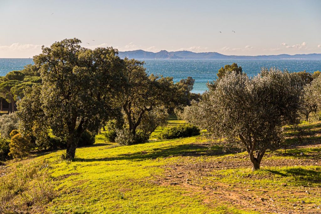 Auf dem Gelände von Chateau Leoube stehen drei Generationen von Olivenbäumen. Hier die älteren Bäume, etwas vereinzelter als spätere Anpflanzungen / © Foto: Georg Berg