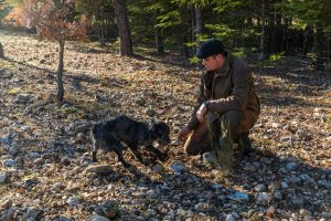 Zu Trüffelspürhunden abgerichtet werden können alle Hunderassen. Trüffelspürhund Manolo zeigt dem „Trufficulteur“ Tangay Demachy eine Fundstelle an. In der Hochsaison arbeiten auf der Domaine de Majestre 5 Trüffelsucher mit ihren Hunden. Sie werden pro Woche und nach Gewicht der Trüffel bezahlt / © Foto: Georg Berg