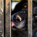 Trüffelspurhund Manolo nach seinem Einsatz / © Foto: Georg Berg