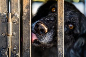Trüffelspurhund Manolo nach seinem Einsatz / © Foto: Georg Berg