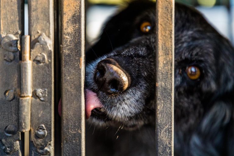 Trüffelspurhund Manolo nach seinem Einsatz / © Foto: Georg Berg