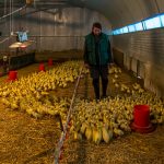 Der gute Geschmack von Cassoulet speist sich auch aus dem Entenfett. Diese werden in der Region um Castelnaudary gezüchtet und auf dem selben Hof geschlachtet. / © Foto: Georg Berg