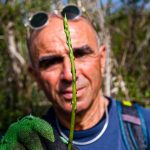 Junger Spargeltrieb mit umtriebigen Spargelsucher. Die Saison ist kurz, so dass sich Giulio im Herbst auf Trüffel spezialisiert hat / © Foto: Georg Berg