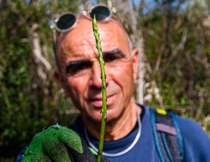 Junger Spargeltrieb mit umtriebigen Spargelsucher. Die Saison ist kurz, so dass sich Giulio im Herbst auf Trüffel spezialisiert hat / © Foto: Georg Berg