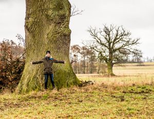 Die alte Eiche in Fincken, Mecklenburg-Vorpommern ist schätzungsweise 700 Jahre alt mit einem Stammdurchmesser von über zwei Metern / © Foto: Georg Berg