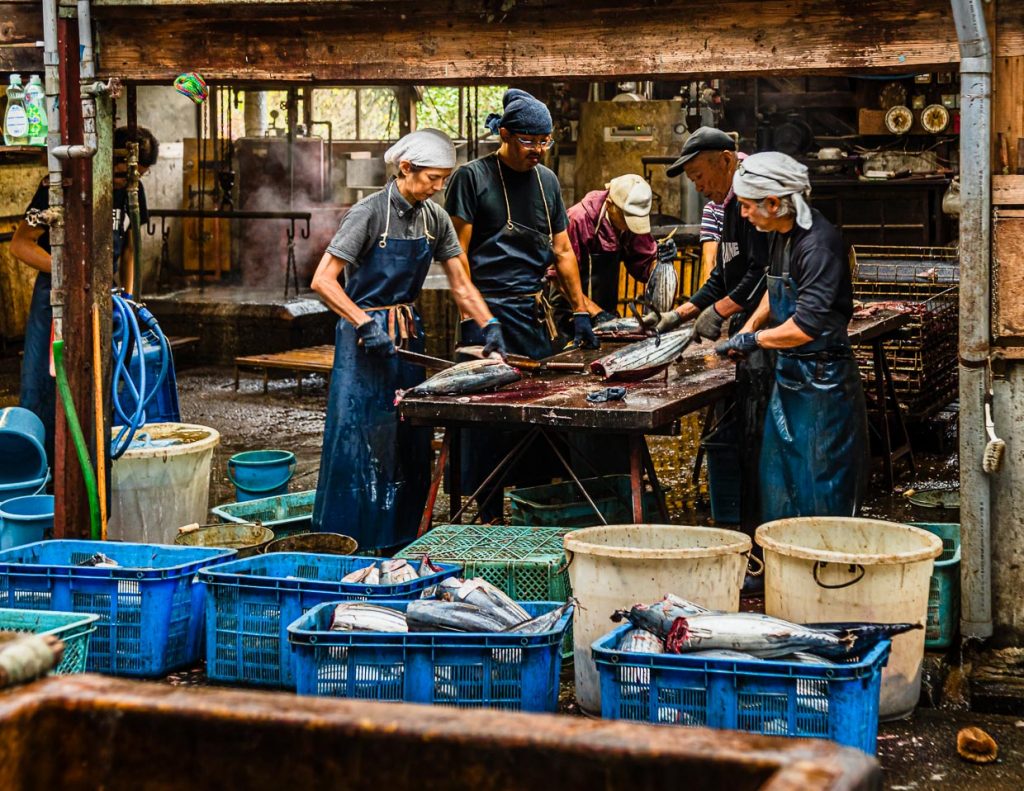 Auf der Zerlegebank werden die Fische halbiert und die Innereien entnommen. Die Hälften bestehen aus je zwei Filets mit den Namen Obushi und Mebushi / © Foto: Georg Berg