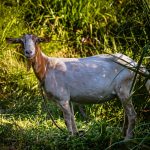 Ziegen finden auf Grenada das beste Futter weil das Land fruchtbar ist und genug Regen fällt. Übrigens sind Gerichte mit Ziegenfleisch auf der Insel eine kulinarische Delikatesse / © Foto: Georg Berg