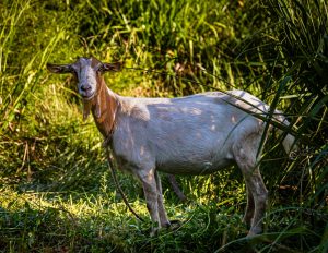 Ziegen finden auf Grenada das beste Futter weil das Land fruchtbar ist und genug Regen fällt. Übrigens sind Gerichte mit Ziegenfleisch auf der Insel eine kulinarische Delikatesse / © Foto: Georg Berg