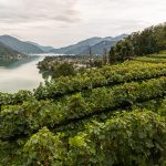 Die beste Lage auf dem Weingut Tenuta San Giogio mit Blick auf den Lago Lugano, Circolo d'Agno, Tessin / © Foto: Georg Berg