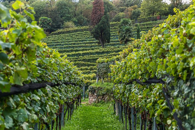 Weinproduktion auf der Tenuta San Giorgio. Ende September ist die Weinlese beendet und die Arbeit in der Kelterei in vollem Gang / © Foto: Georg Berg