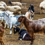 Die Aleppoziege hat markante lange Ohren. In Nordzypern wird sie wegen ihres hohen Milchertrags gehalten / © Foto: Georg Berg