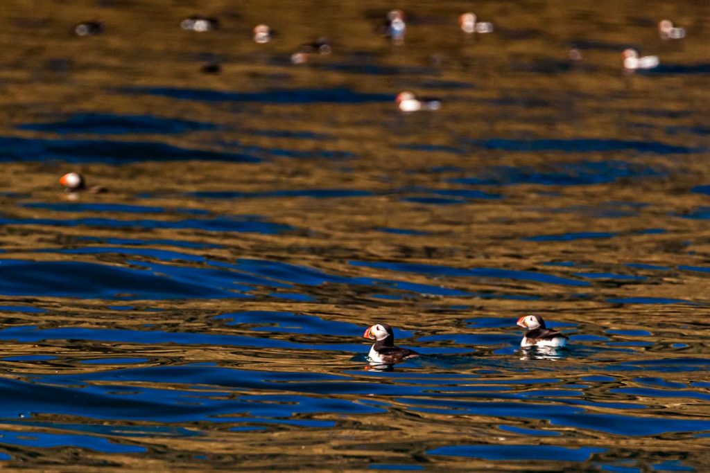 Die Papageientaucherinsel (Puffin Island) in der Nähe von Húsavík ist während der Brutzeit Heimat für viele Papageientaucher / © Foto: Georg Berg