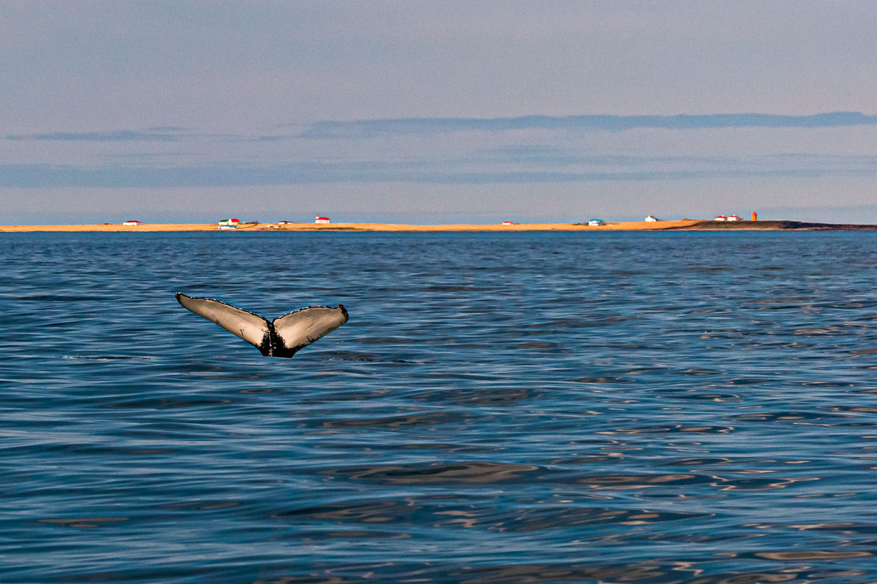 Höhepunkt des Walewatchings ist die beim Abtauchen eines Buckelwals an der Unterseite weiße Heckflosse. Im Hintergrund ist die nur im Sommer besiedelte Insel Flatey zu sehen / © Foto: Georg Berg