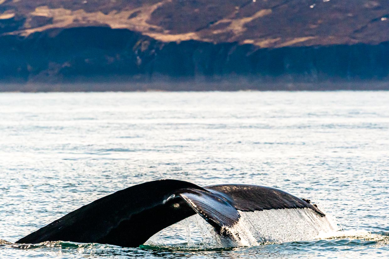 Schwanzflosse eines Buckelwals. Von Húsavík (Island) aus starten zahlreiche Boote zum Whalewatching. Höhepunkt ist die Heckflosse beim Abtauchen der großen Säugetiere / © Foto: Georg Berg