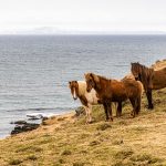 Islandponys müssen in Island Pferd genannt werden / © Foto: Georg Berg
