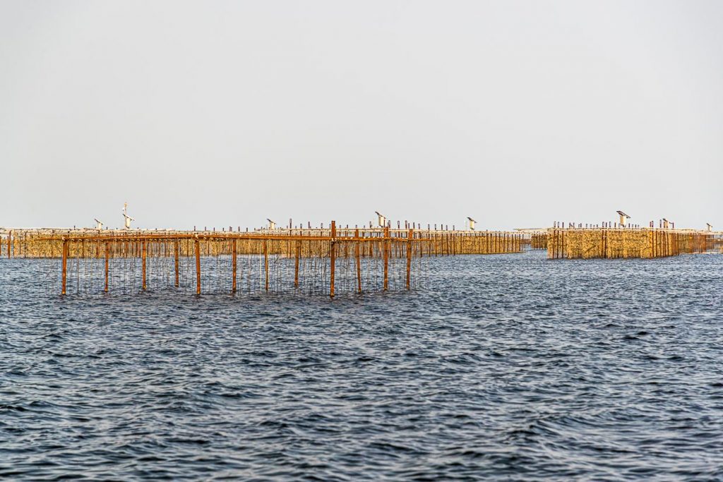 An den Bänken Étang de Thau hängen die Austern an Seilen und werden mehrmals am Tag für sechs Stunden ins vier Meter tiefe Wasser getaucht / © Foto: Georg Berg