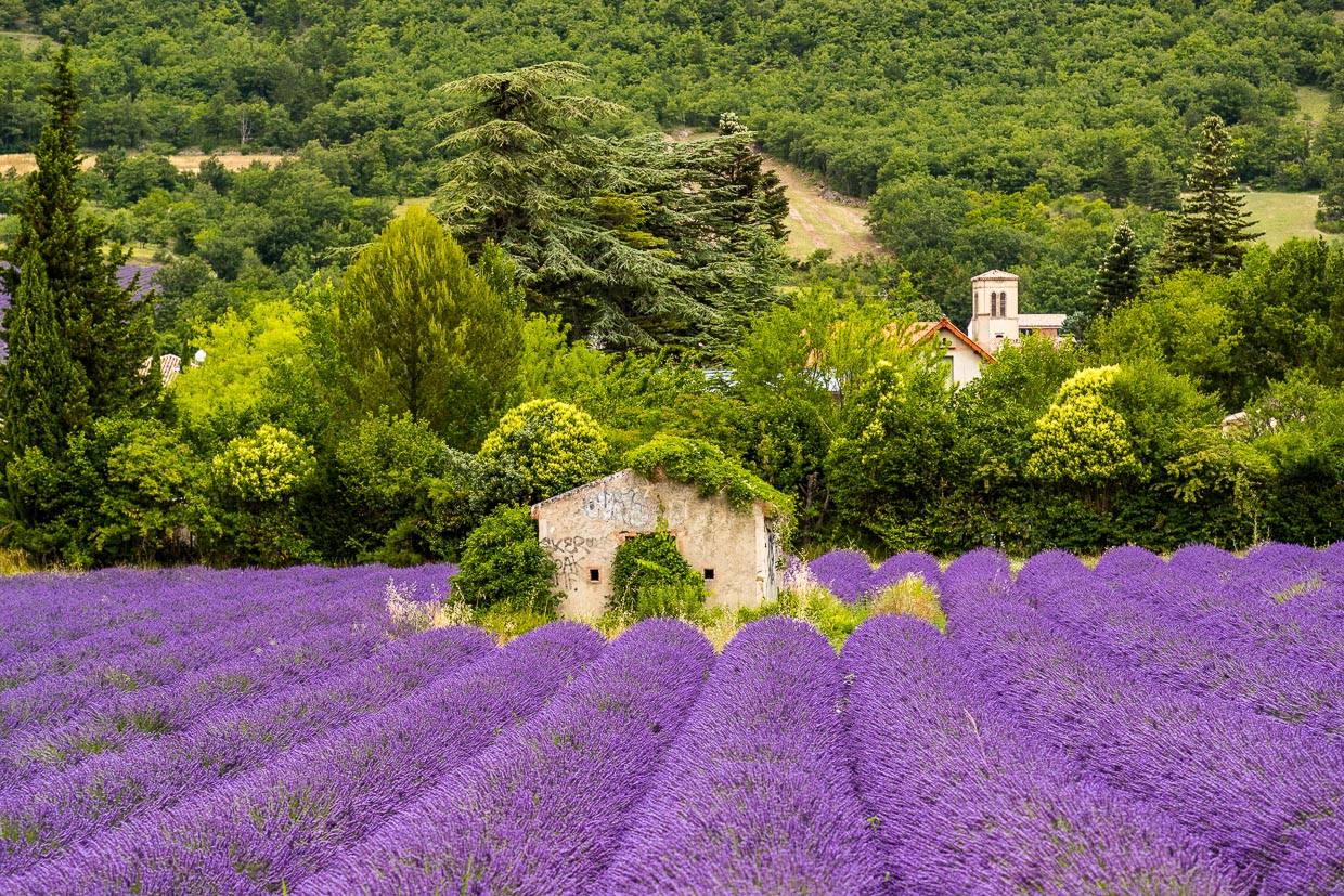 Kräftig-violettes Lavendelfeld mit alten Steinhaus in der Mitte. Im Tal der Drome treffen die Alpen auf die Provence / © Foto: Georg Berg