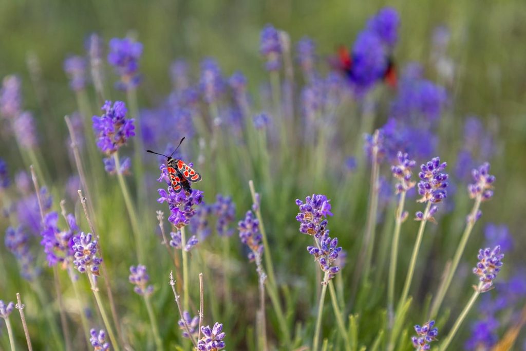 Wilder Lavendel wächst im Tal der Drome auf den Bergplateaus des Vercorsgebirges.  Der wilde Lavendel zieht viele Insekten an / © Foto: Georg Berg