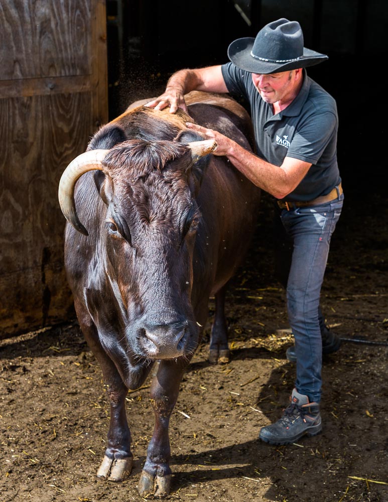 Ab einem Alter von drei Jahren beginnt Züchter Winfried Nij mit der täglichen Massage seiner Wagyu-Rinder / © Foto: Georg Berg