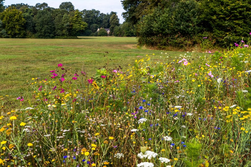 Vielfalt am Wegesrand. Blühender Streifen mit Wildblumen säumen die Felder rund um Schloss Twickel / © Foto: Georg Berg