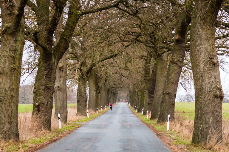 Eichenallee in Mecklenburg-Vorpommern / © Foto: Georg Berg