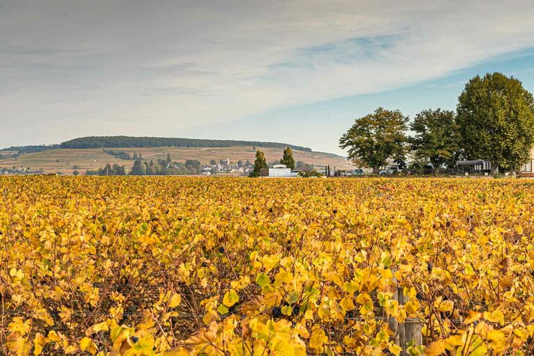 Montagne de Corton / © Foto: Georg Berg