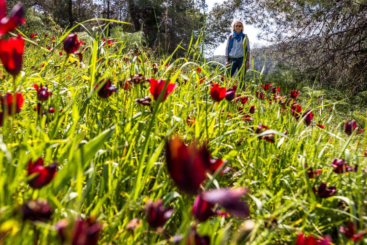 Nur in den Monaten März und April und nur auf Zypern blühen diese Tulpen (Tulipa cypria) / © Foto: Georg Berg