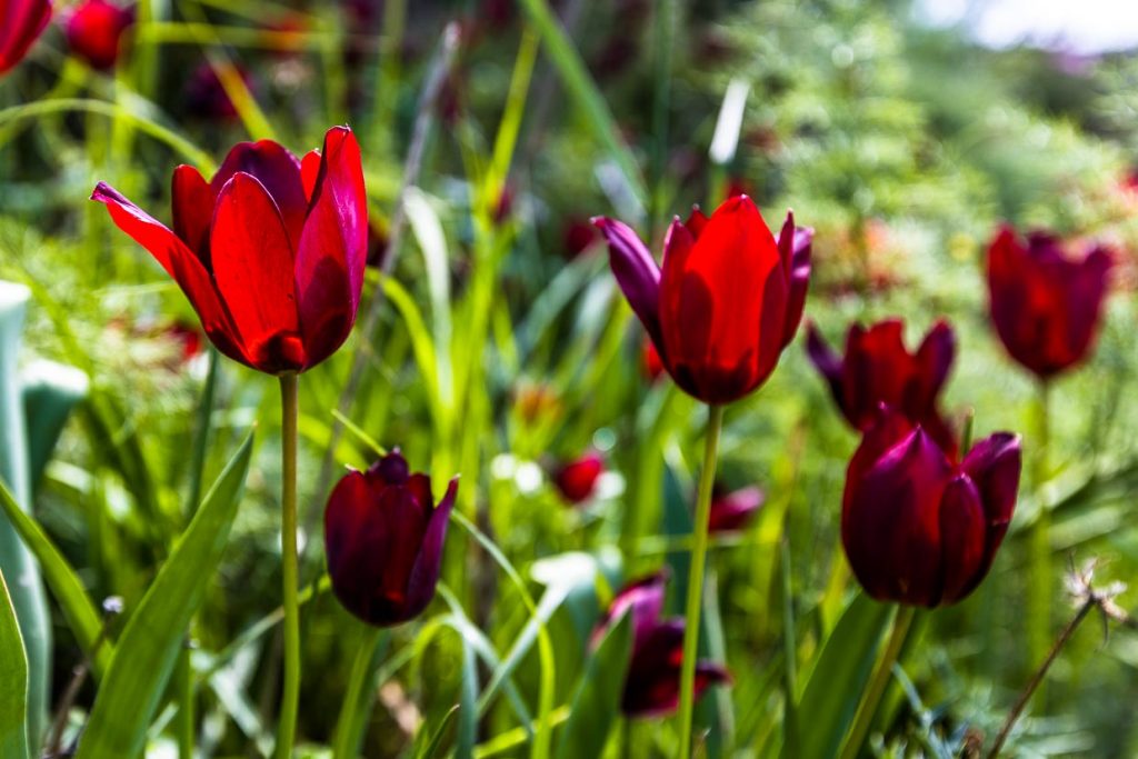 Die rote Tulpe ist eine endemische Sorte. Sie wächst nur in wenigen Gegenden Zyperns, wie hier bei Kormakitis / Korucam in Nordzypern. Blütezeit ist ab Mitte März / © Foto: Georg Berg