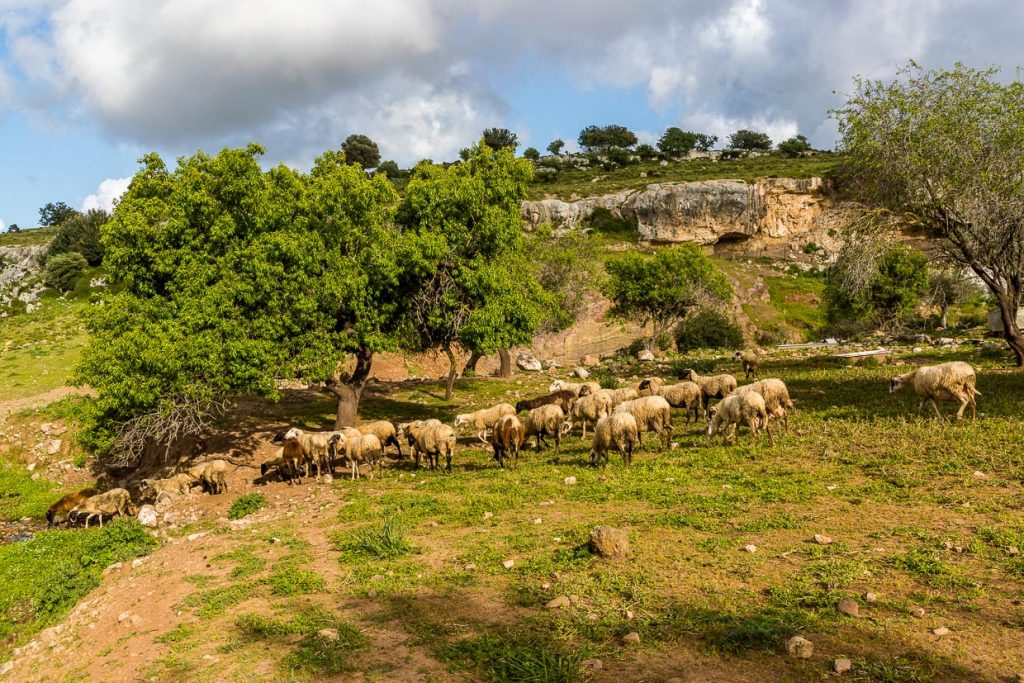 Schafherde bei Akamas, Südzypern / © Foto: Georg Berg