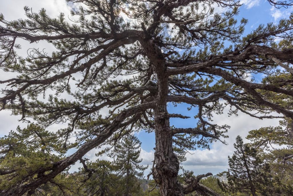 Die Schwarzkiefer ist der Wappenbaum im Troodos Gebirge. Der robuste Baum ist Wind und Schnee ausgesetzt / © Foto: Georg Berg