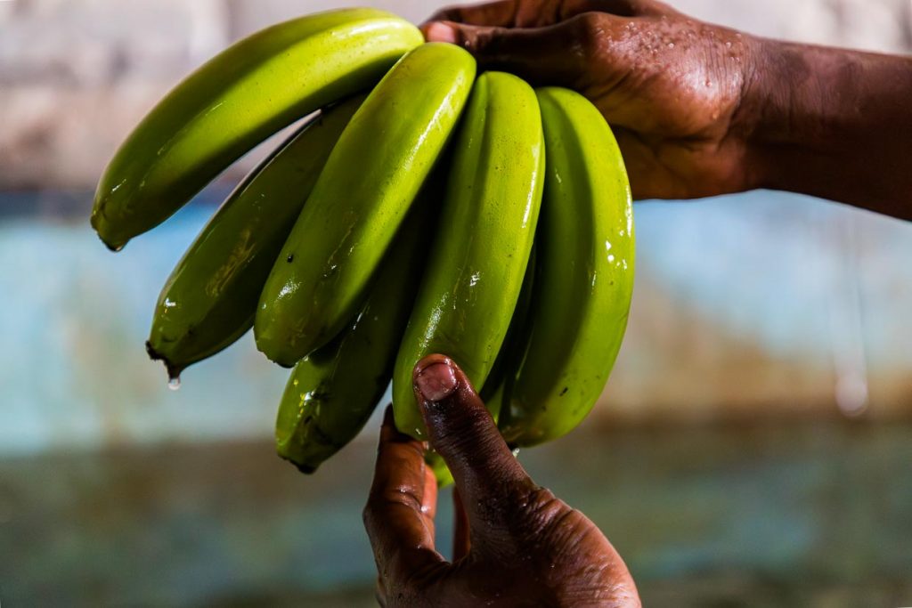 Eine sogenannte „Bananenhand“ mit sieben „Fingern“. Bananen werden grün geerntet und reifen nach / © Foto: Georg Berg