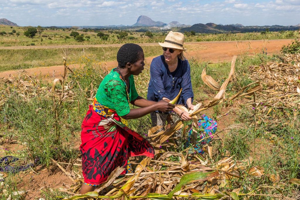 Maisernte ist ein wichtiges Familien-Ereignis in Malawi. Die Maiskolben werden per Hand geerntet / © Foto: Georg Berg