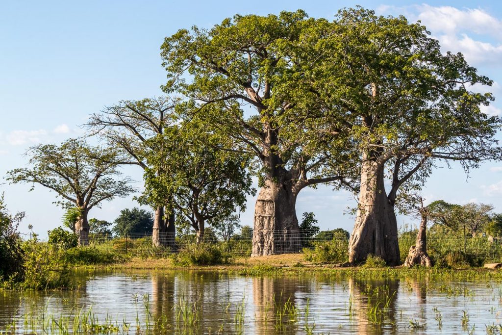 Die größte Affenbrotbaumart ist der Afrikanische Affenbrotbaum (Adansonia digitata). Die Bäume können in ihren außergewöhnlichen Stämmen große Mengen Süßwasser speichern. Das macht sie zu Lebensrettern in Zeiten der Wasserknappheit / © Foto: Georg Berg