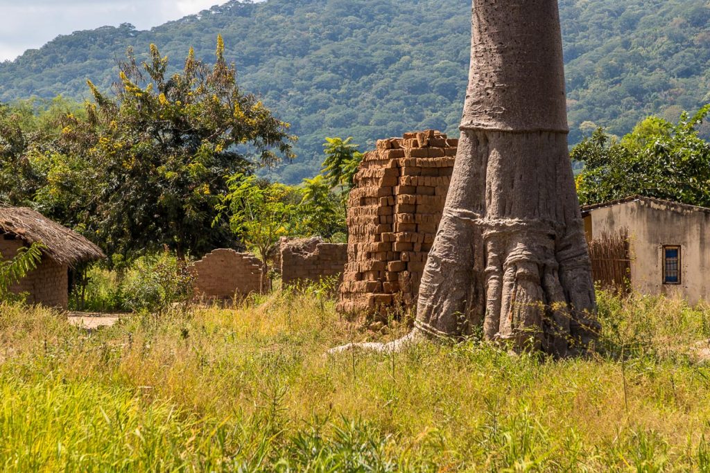 Mächtiger Stamm eines Affenbrotbaums mitten in einem Dorf. Der Baum ist oft das Zentrum des gesellschaftlichen Lebens in einem Dorf in Malawi / © Foto: Georg Berg