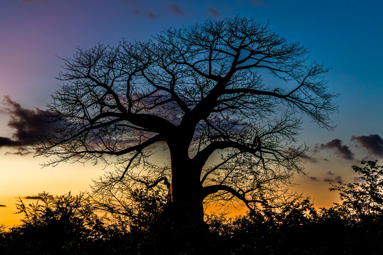 Baobab – Baum des Lebens