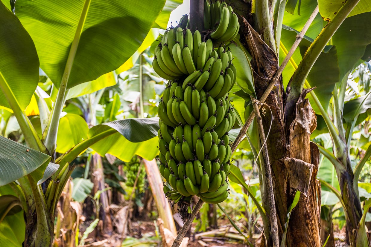 Bananen wachsen nicht an Bäumen, sondern an Stauden. Nur einmal in ihrem kurzen Leben trägt eine Bananenpflanze Früchte und stirbt danach ab / © Foto: Georg Berg