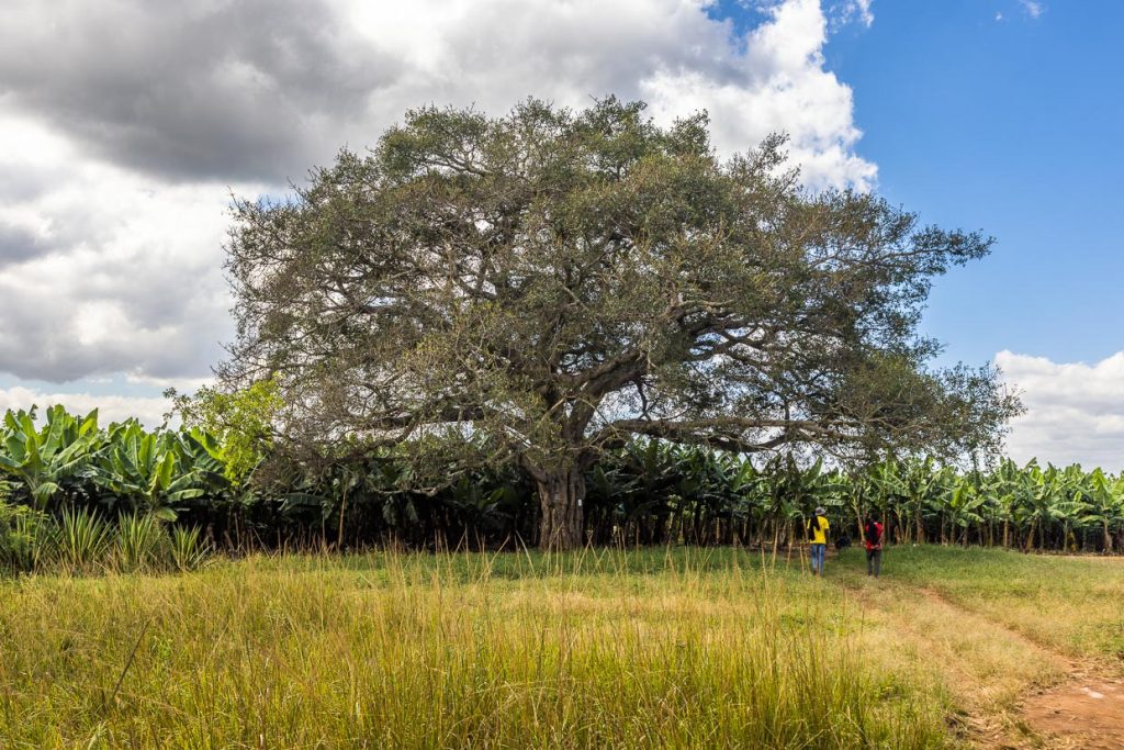 Riesiger Feigenbaum und zugleich Logo der Kumbali Country Lodge in Lilongwe, Malawi / © Foto: Georg Berg