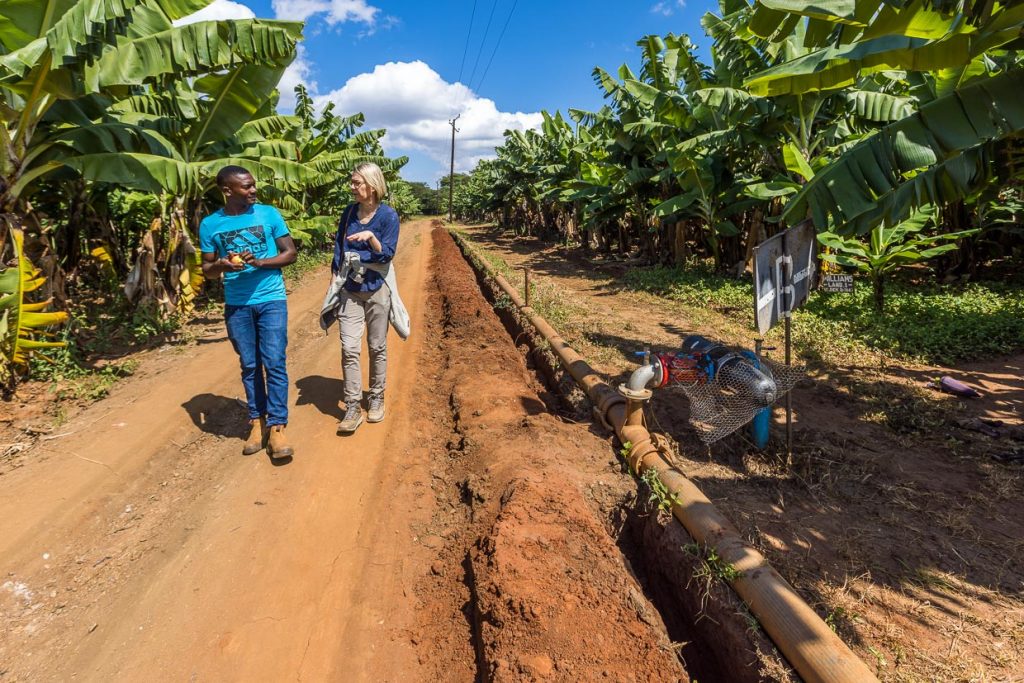 Kumbali Estate bietet Führungen über die Bananenplantage für Lodge-Bewohner. Ein kleines Projekt mit 18 Bananenstauden wuchs schnell zu einer 28 Hektar großen Farm mit über 60.000 Pflanzen / © Foto: Georg Berg