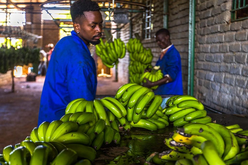 Arbeiter im Lagerhaus von Nature's Gift Bananas. Die Bananen werden zum Schütz vor Schädlichen in ein Chlorbad getaucht / © Foto: Georg Berg