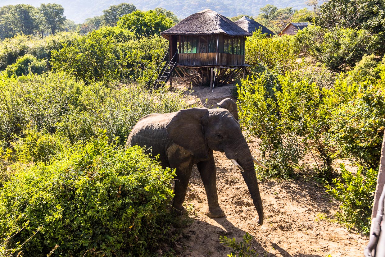 Mehr als 500 Elefanten leben im Liwonde Nationalpark. Täglich spazieren Einzelne auch durch die Anlage der Kutchire Lodge / © Foto: Georg Berg