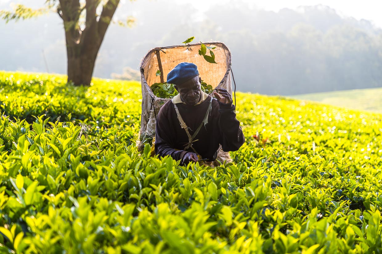 Teepflücker wirft frisch gezupfte Teeblätter in seine Rückentrage. In der Hauptsaison von Dezember bis Mai sind 1,5 Arbeiter pro Hektar im Einsatz / © Foto: Georg Berg